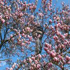 Magnolienblüte unter dem Fernmeldeturm