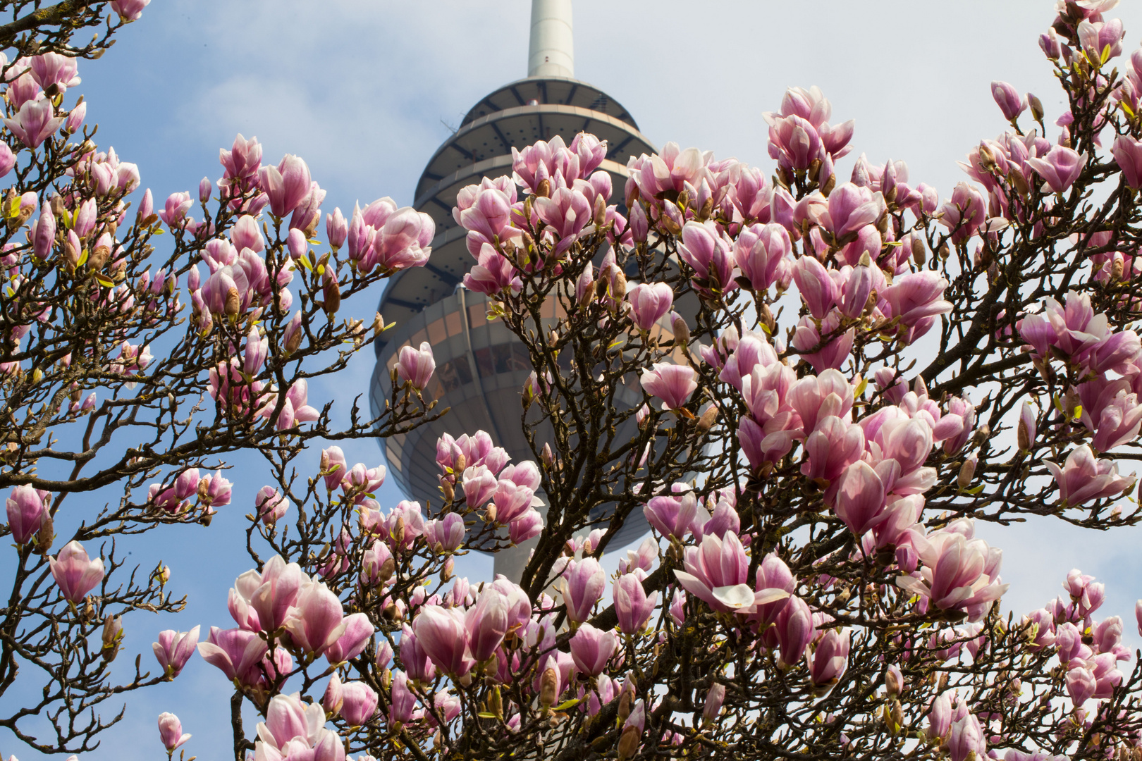 Magnolienblüte unter dem Fernmeldeturm