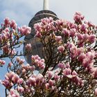 Magnolienblüte unter dem Fernmeldeturm