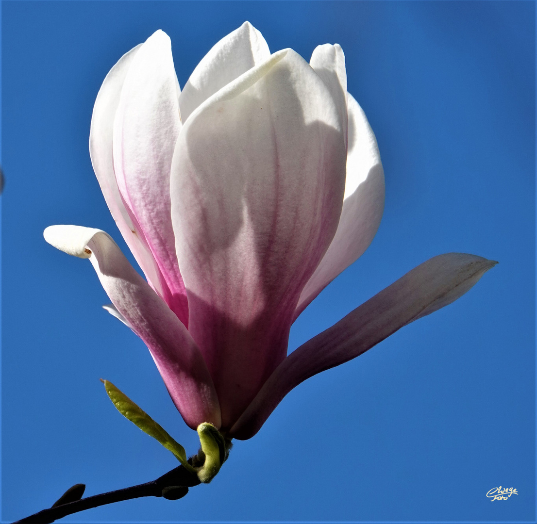 Magnolienblüte vor blauem Himmel