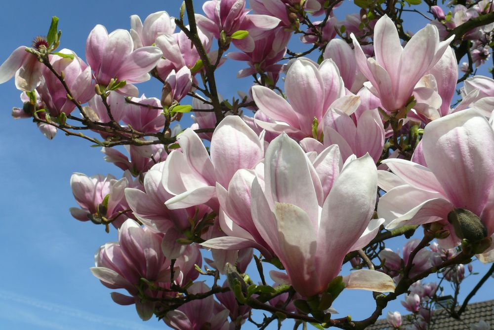 Magnolienblüte vor dem Frost