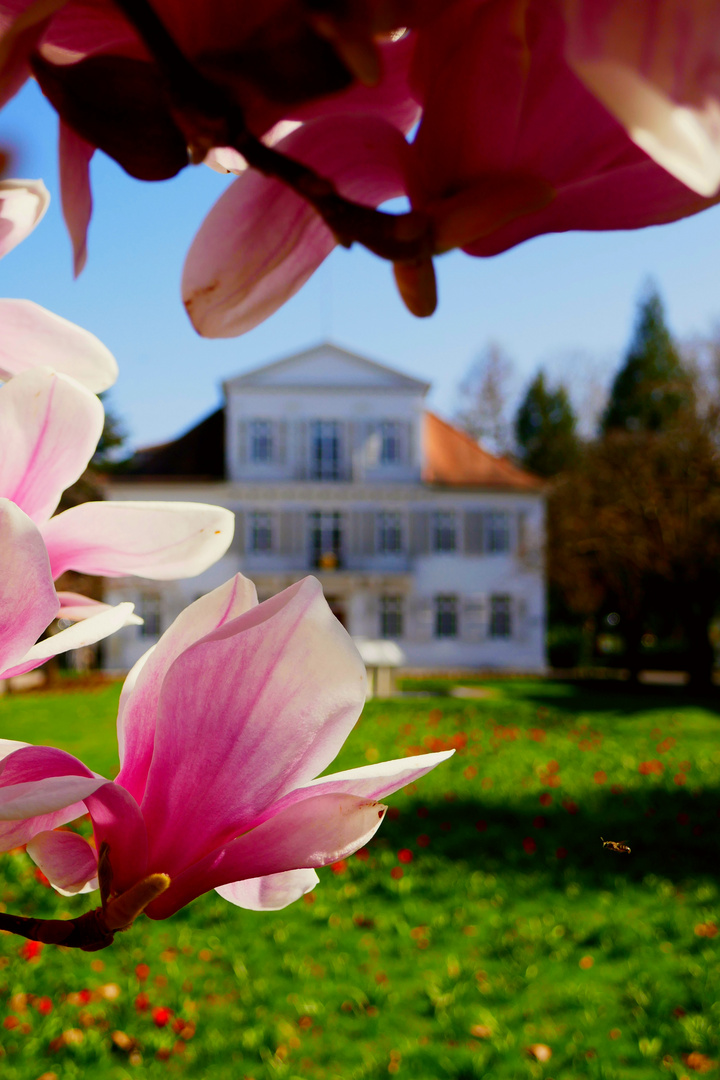 Magnolienblüte vor dem Lahrer Rathaus