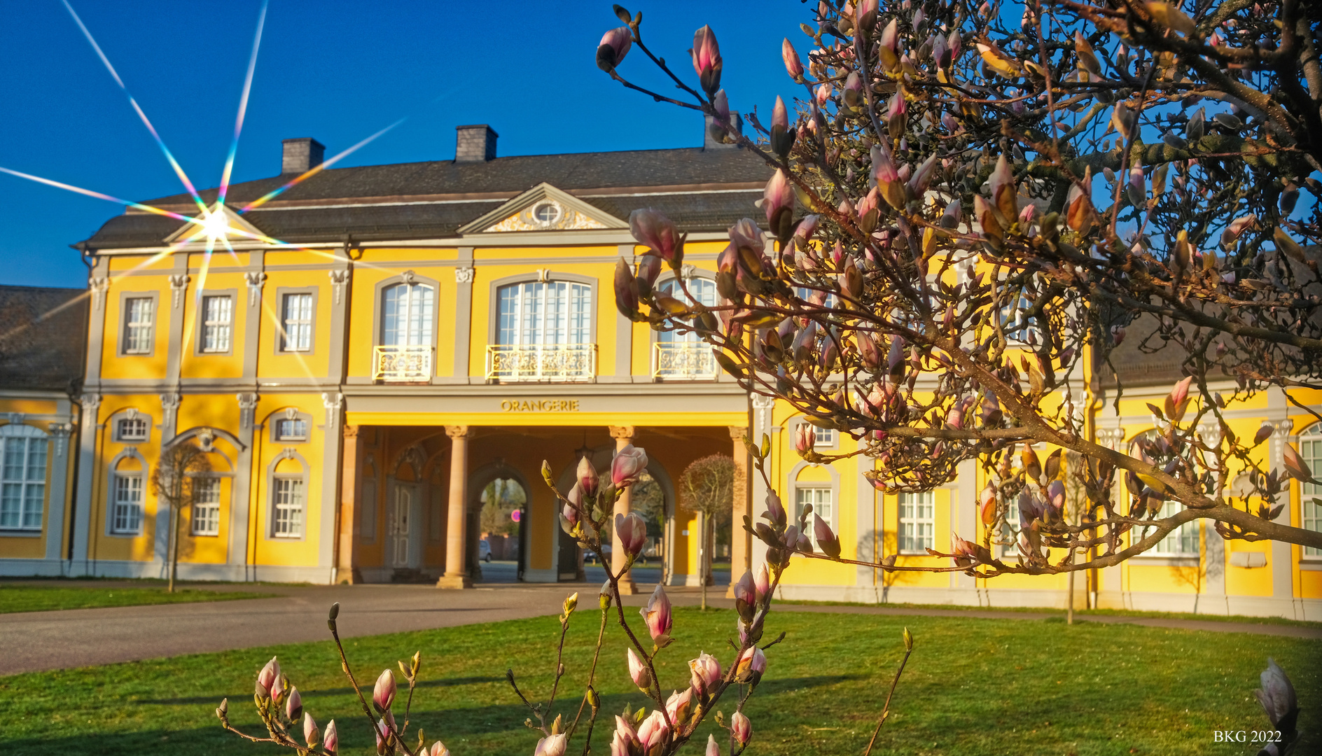 Magnolienblüte vor der Orangerie Gera 