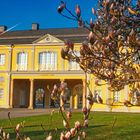 Magnolienblüte vor der Orangerie Gera 