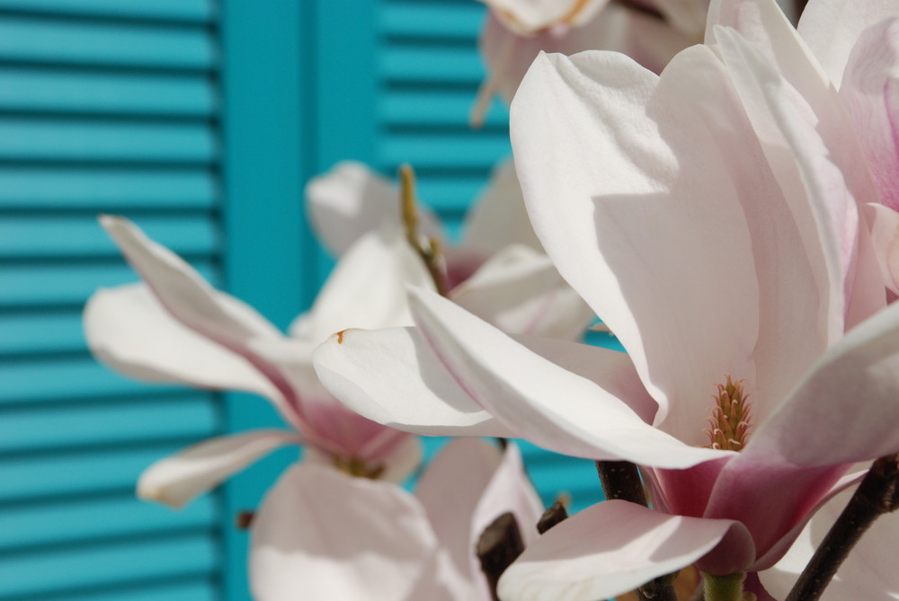 Magnolienblüte vor türkisem Fensterladen