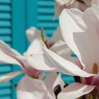 Magnolienblüte vor türkisem Fensterladen