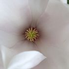 Magnolienblüte weiß