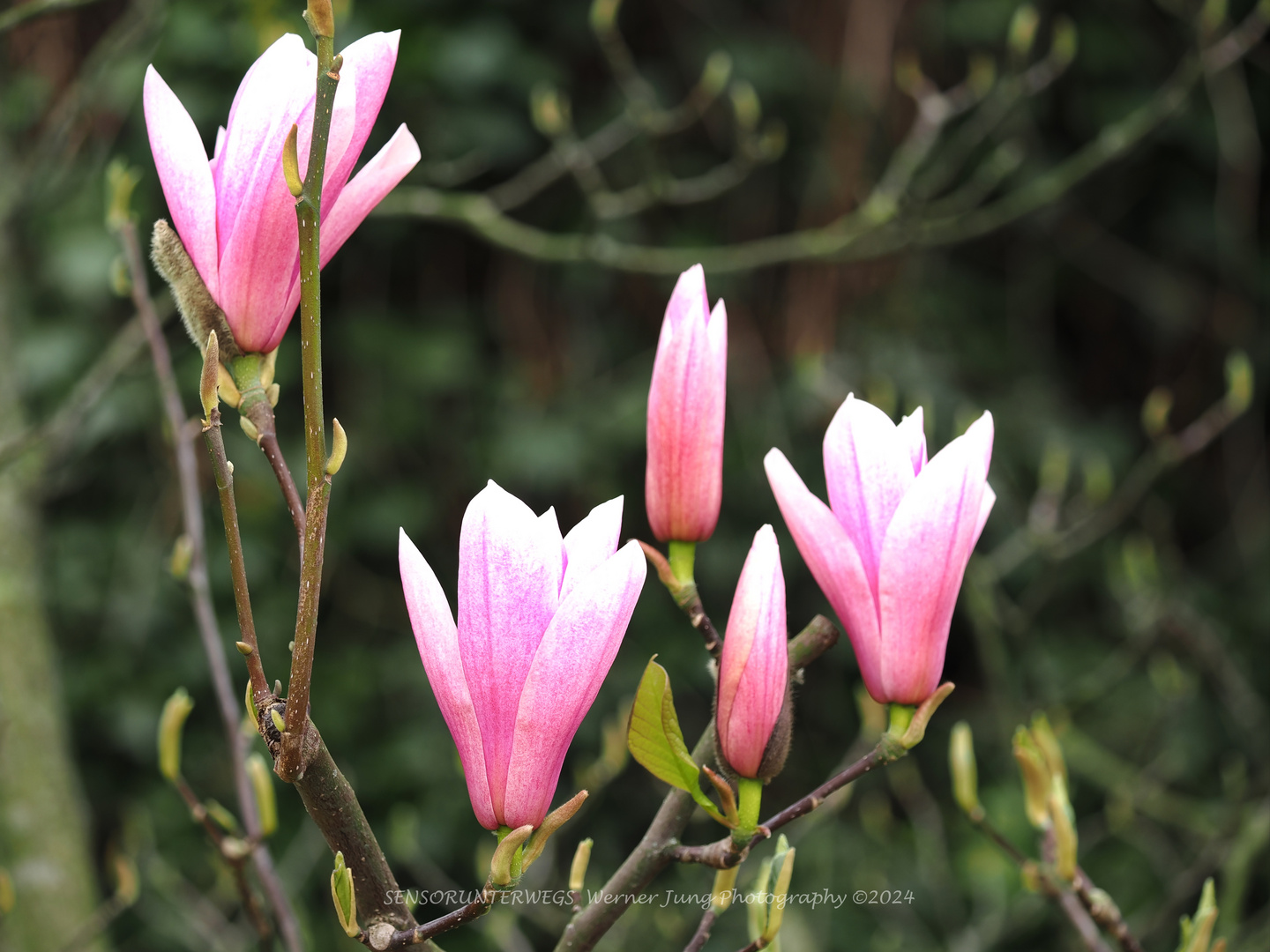 Magnolienblüte Wuppertal (1)