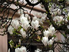 Magnolienblüte Wuppertal (3)