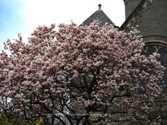 Magnolienblüte Wuppertal (5)