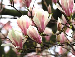 Magnolienblüte Wuppertal (6)