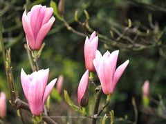 Magnolienblüte Wuppertal (9)