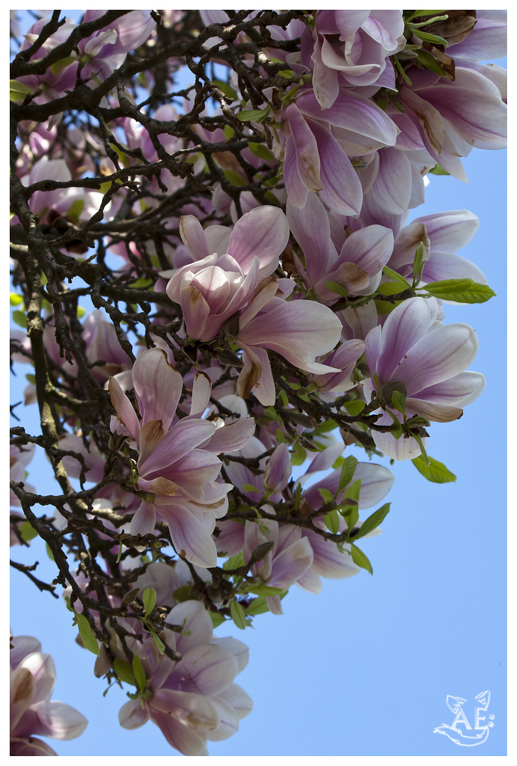 Magnolienblüte zum Geburtstag