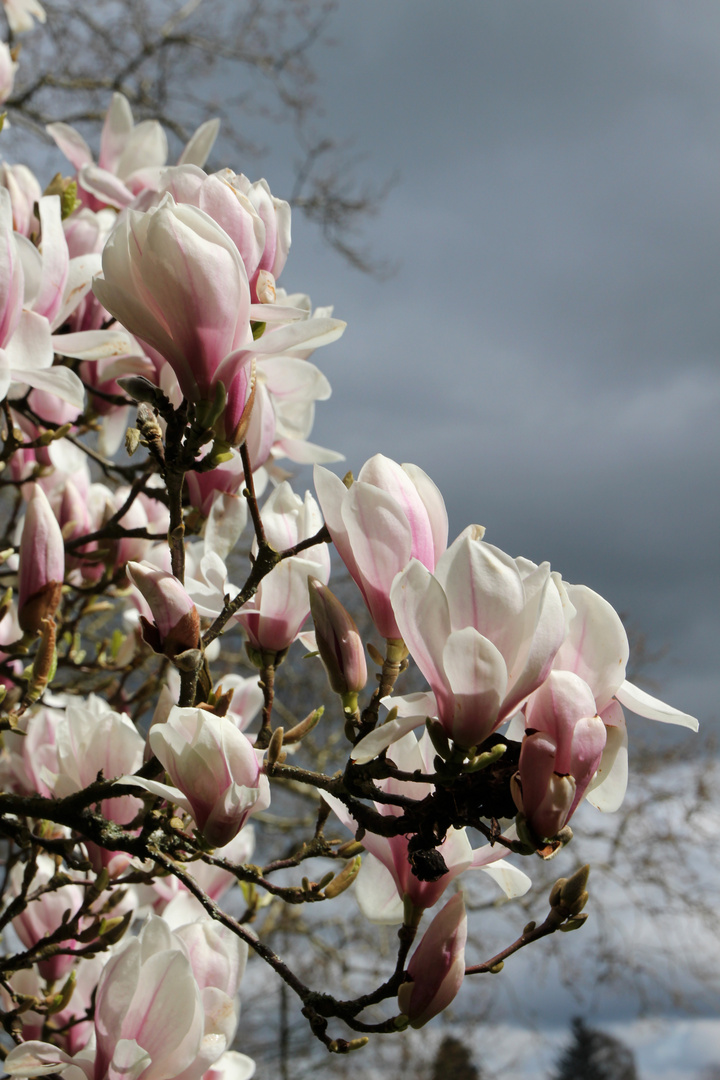 Magnolienblüte2