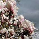 Magnolienblüte2