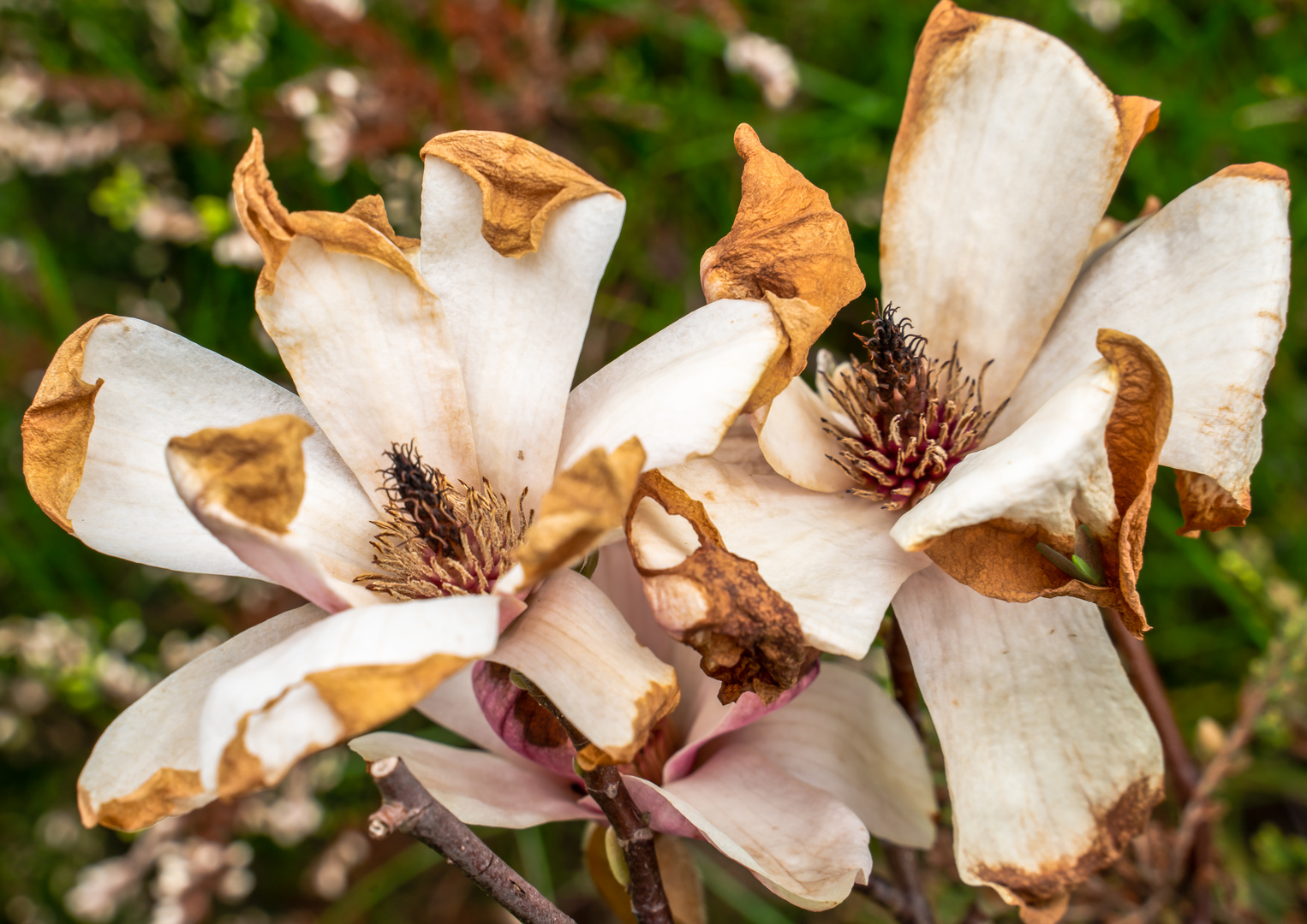 Magnolienblüte,erfroren