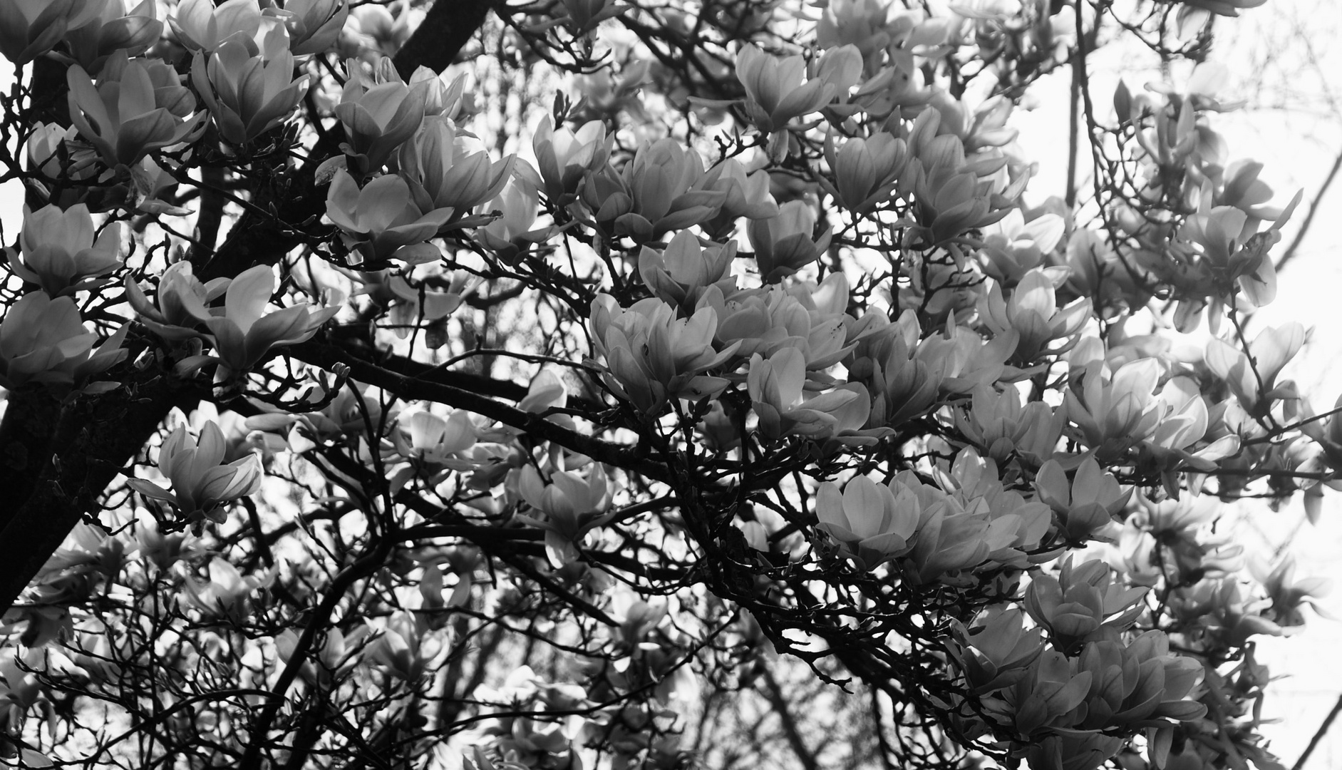 Magnolienblüten