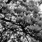 Magnolienblüten