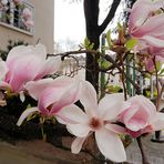 Magnolienblüten