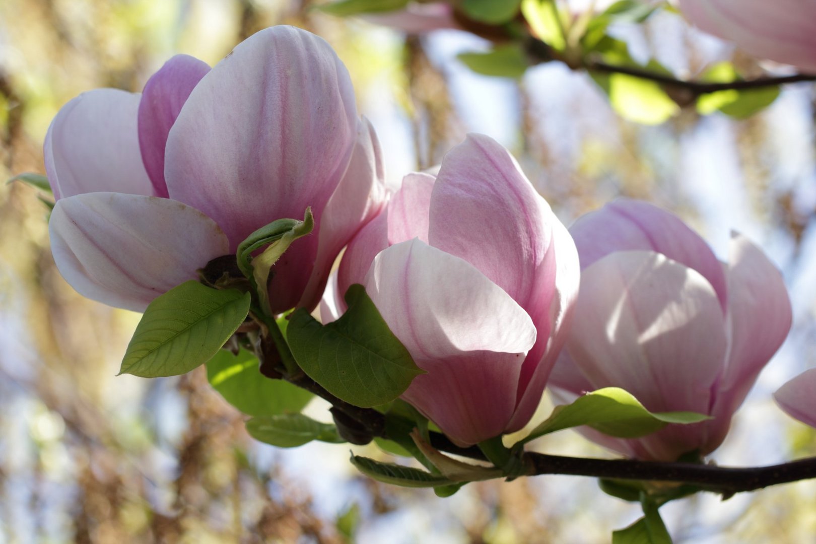 Magnolienblüten