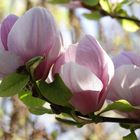 Magnolienblüten