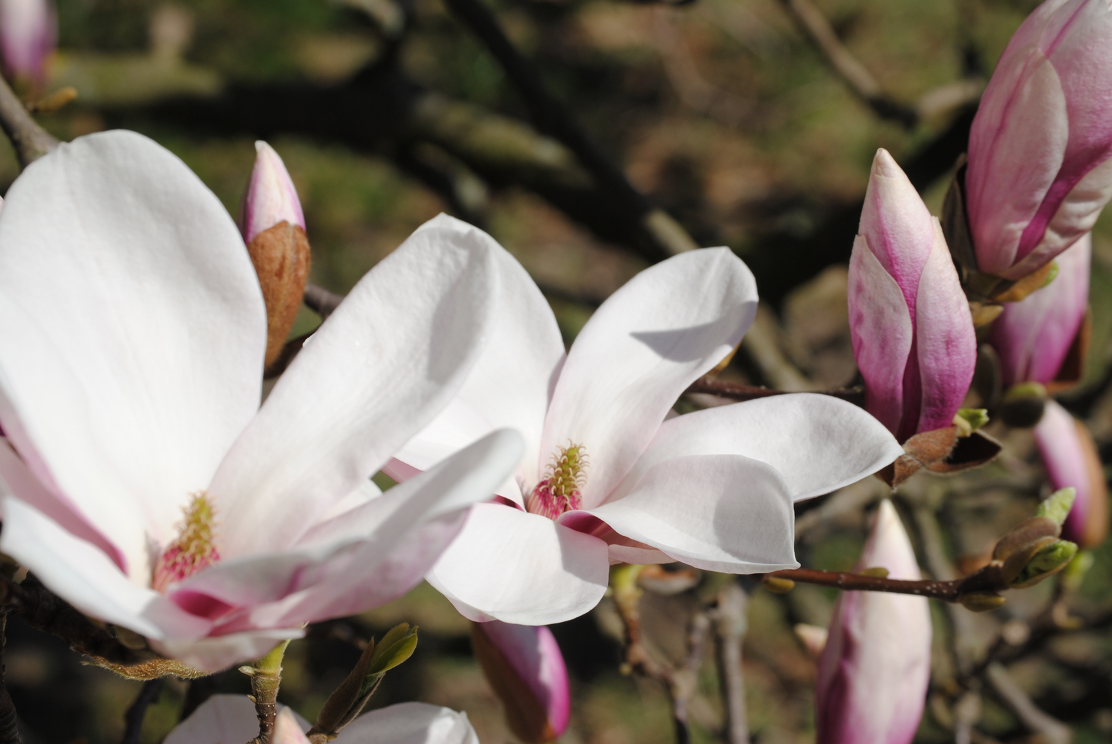 Magnolienblüten