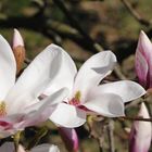 Magnolienblüten