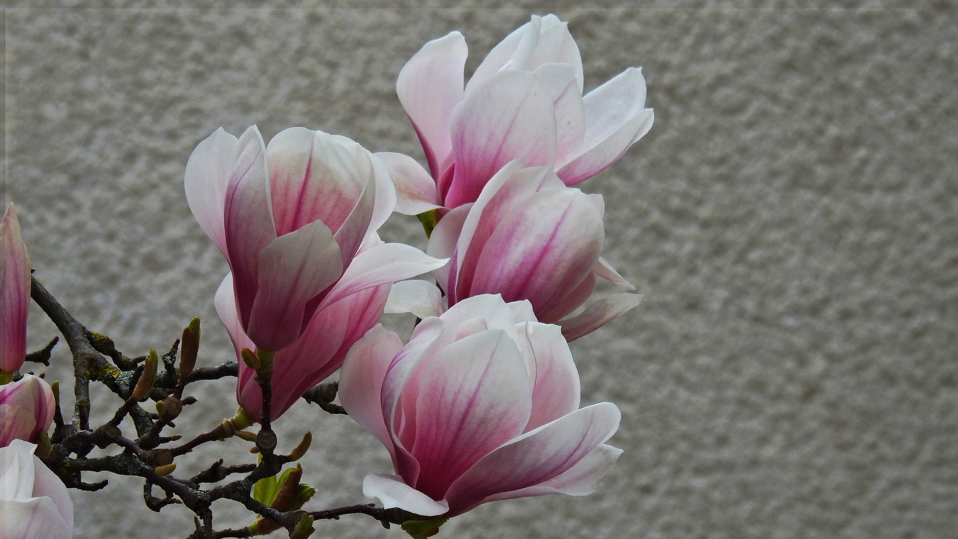 Magnolienblüten 1