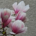 Magnolienblüten 1