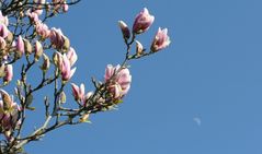 Magnolienblüten 1