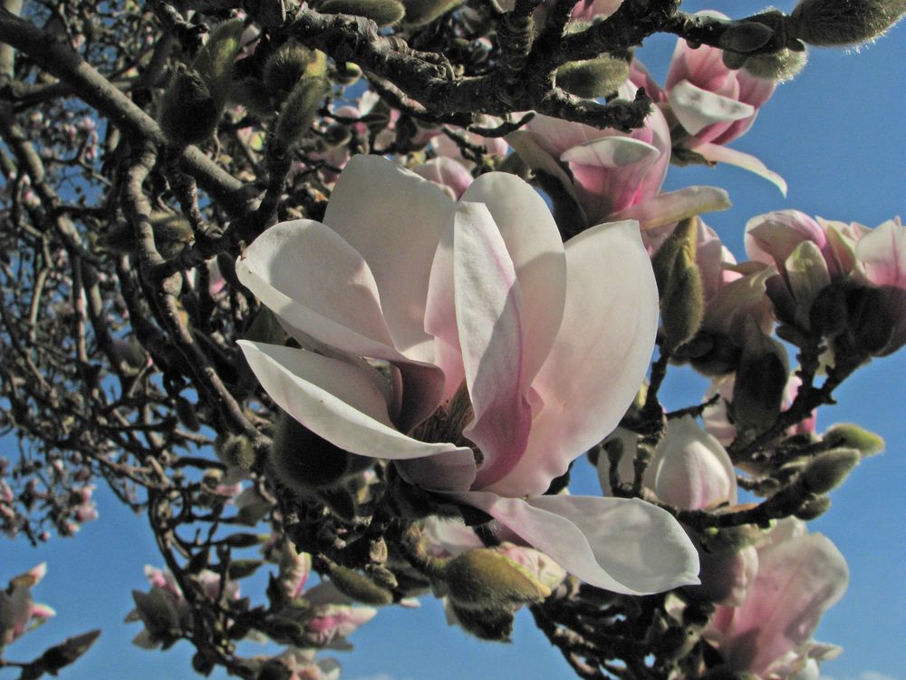 Magnolienblüten