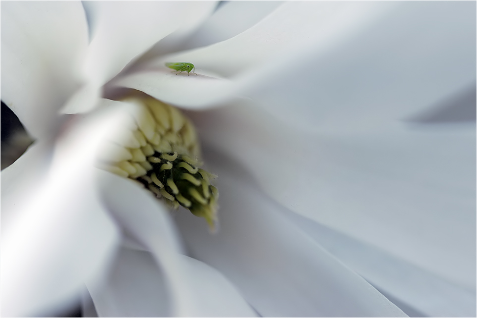 Magnolienblüten...