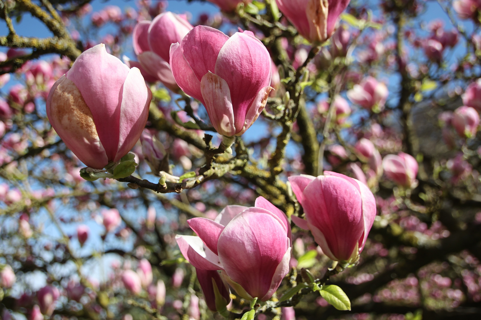 Magnolienblüten