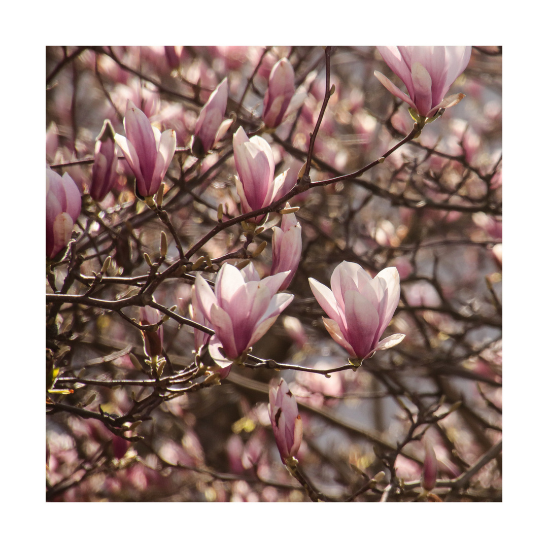 Magnolienblüten 2