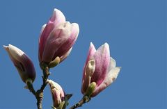 Magnolienblüten 2