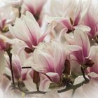 Magnolienblueten - 