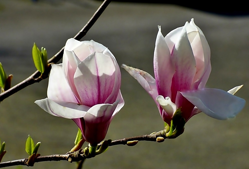 Magnolienblüten . . .