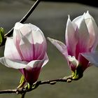 Magnolienblüten . . .