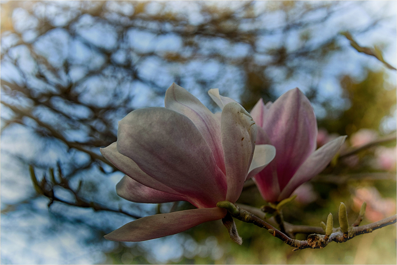 Magnolienblüten