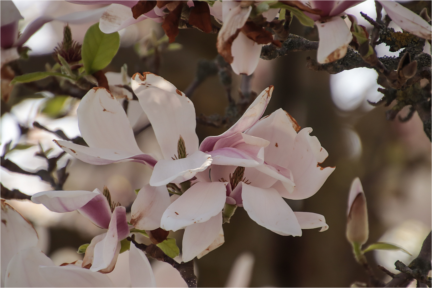 Magnolienblüten