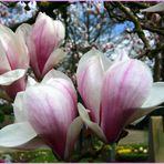 Magnolienblüten