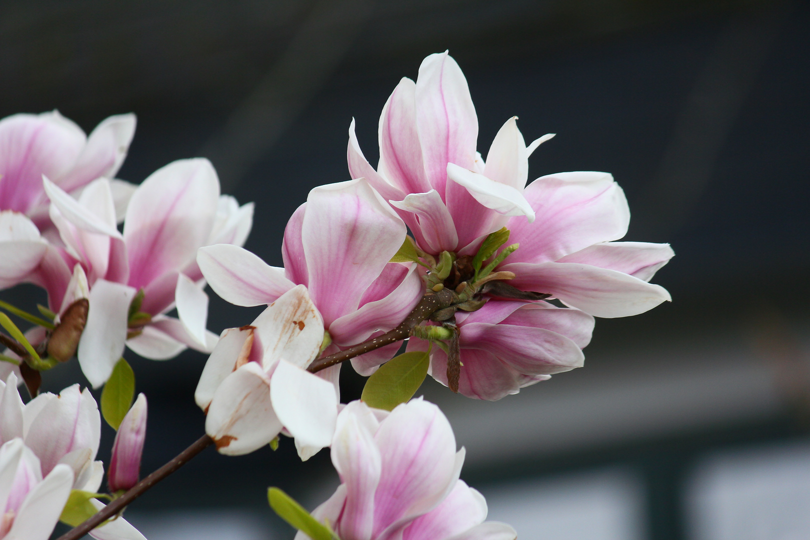 Magnolienblüten