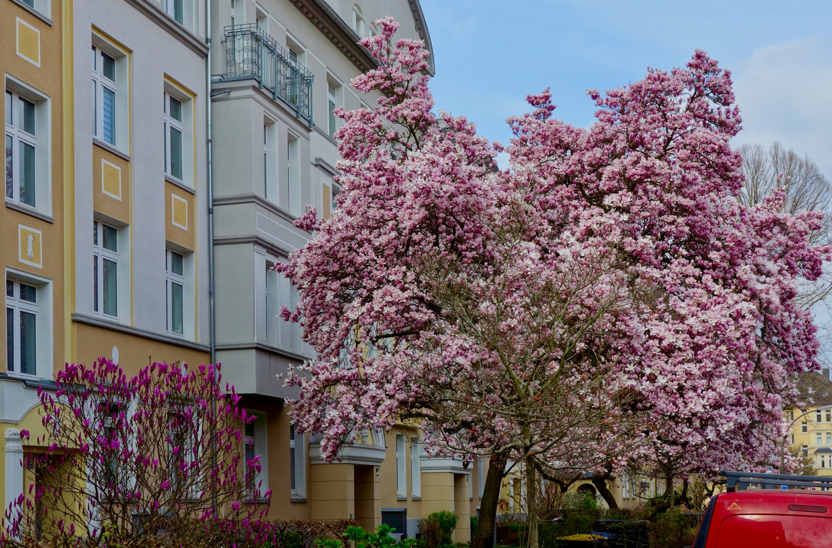 Magnolienblüten...