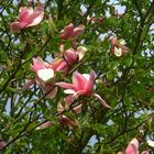 Magnolienblüten