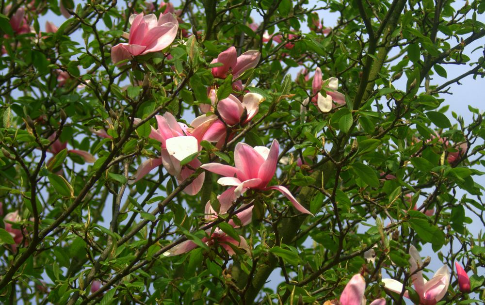 Magnolienblüten