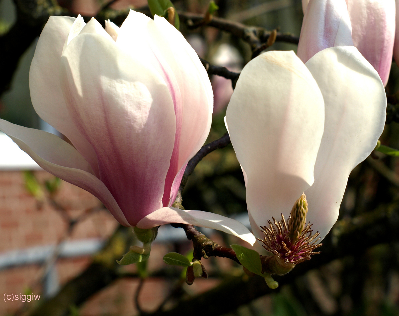 Magnolienblüten