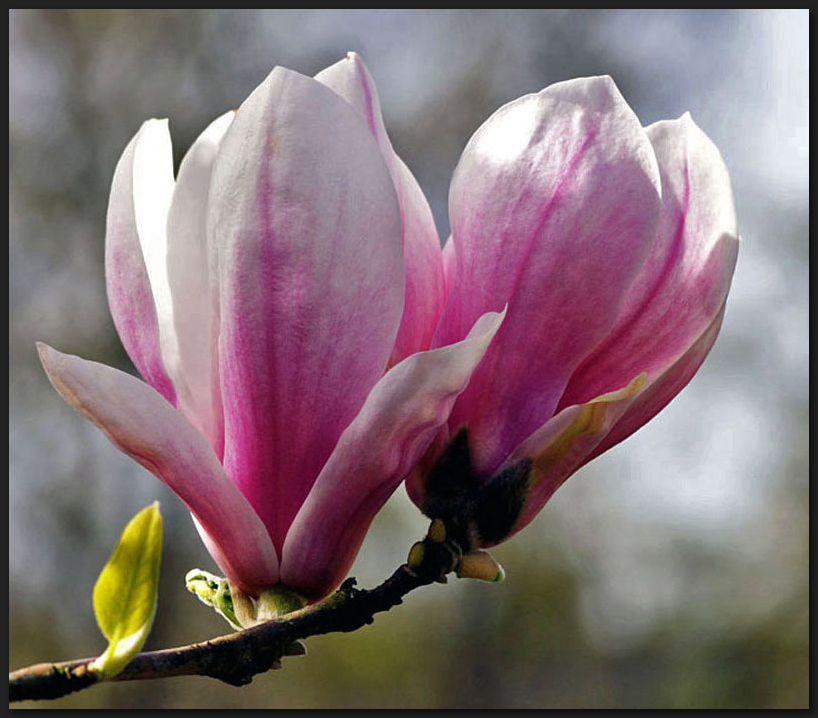 Magnolienblüten