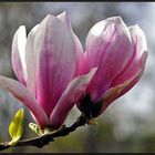 Magnolienblüten