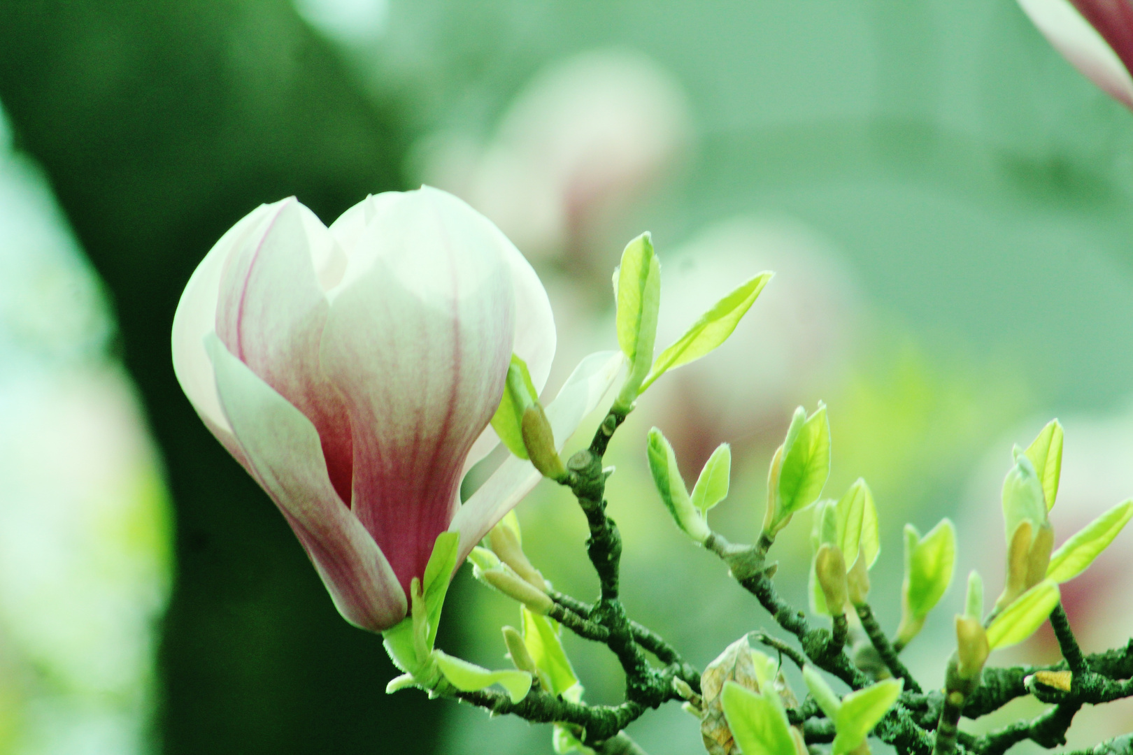 Magnolienblüten