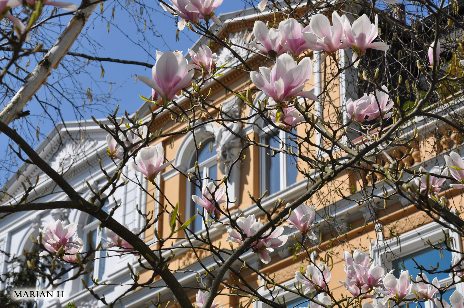 Magnolienblüten...